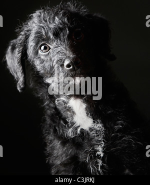 Studioportrait von black Jack-a-doodle Stockfoto