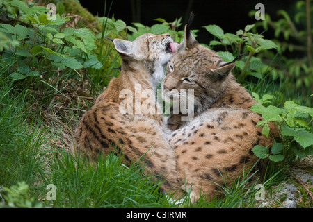 Luchs Mit Ein Jaehrigem Jungtier, Felis Lynx, Lyx mit einjähriger Junge, NP Bayerischer Wald, Bayerischer Wald-Nationalpark Stockfoto