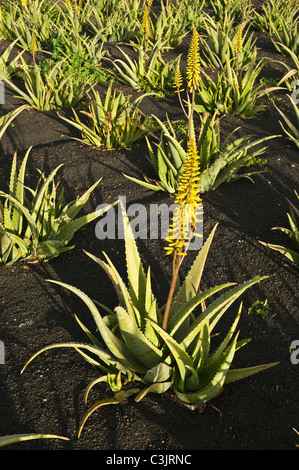 Dh Bereich ALOE VERA LANZAROTE LANZAROTE Aloe Vera Pflanzen in der Lava Boden Feld Pflanzen gezüchtet Stockfoto