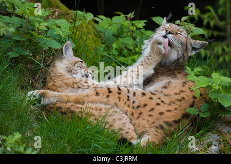 Luchs Mit Ein Jaehrigem Jungtier, Felis Lynx, Lyx mit einjähriger Junge, NP Bayerischer Wald, Bayerischer Wald-Nationalpark Stockfoto