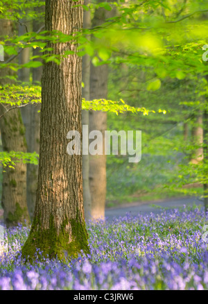 Glockenblumen in den Forest of Dean Gloucestershire UK Stockfoto