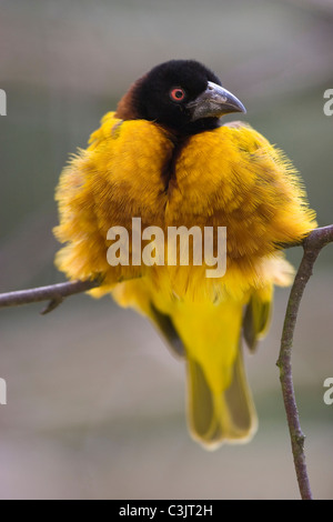 Textorweber, Maennchen, Ploceus Cucullatus, Spotted-backed Weaver, Männlich Stockfoto