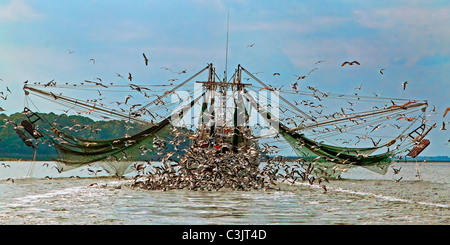 Krabbenfischer Keulung ihren Fang. chriskirkphotography.NET Stockfoto