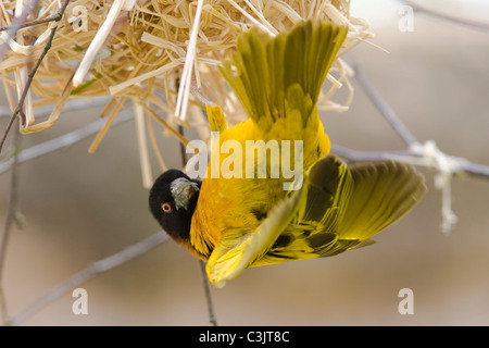 Textorweber, Maennchen, Ploceus Cucullatus, Spotted-backed Weaver, Männlich Stockfoto