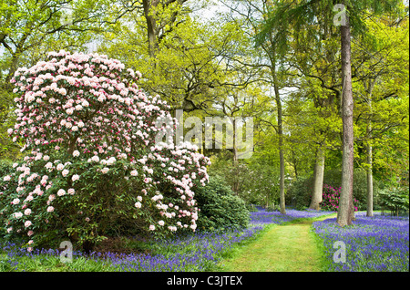 Frühling-Wald-Szene in Bowood Rhododendron-Gärten mit Glockenblumen Stockfoto