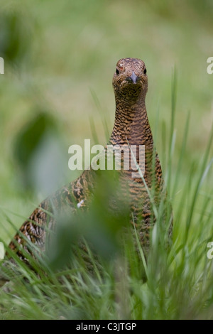 Birkhuhn, Birkhenne, Lyrurus Tetrix, Birkhuhn, Weiblich Stockfoto