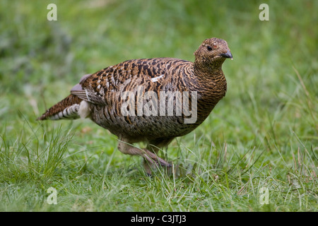 Birkhuhn, Birkhenne, Lyrurus Tetrix, Birkhuhn, Weiblich Stockfoto