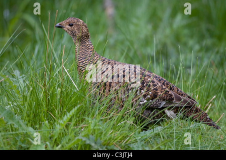 Birkhuhn, Birkhenne, Lyrurus Tetrix, Birkhuhn, Weiblich Stockfoto