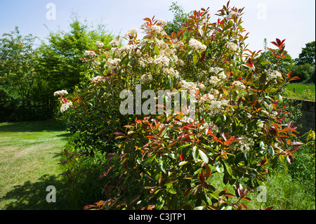 Seltene Blüte von Photinia X fraseri "Red Versuchsprogramms im Mai 2011 Stockfoto