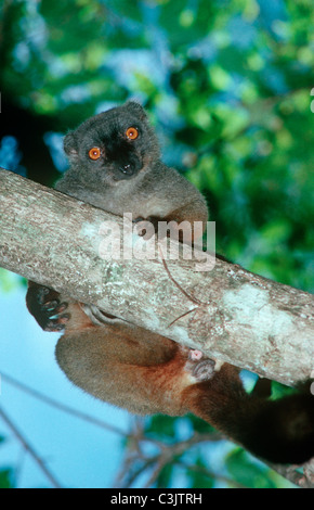 Sanford braune Lemur (Eulemur Fulvus Sanfordi: Lemuridae) weiblich in tropischen Trockenwald, Madagascar Stockfoto