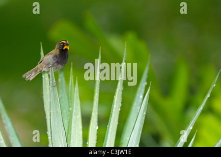 Eine männliche gelb-gegenübergestellten Grassquit (Tiaris Olivacea) sitzt auf einem taufrischen Werk. Stockfoto