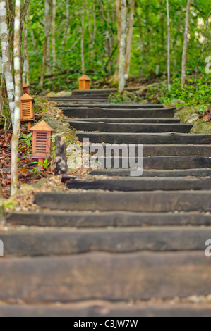 Eine Reihe von Holztreppen bieten einen schattigen Weg durch den Wald. Stockfoto