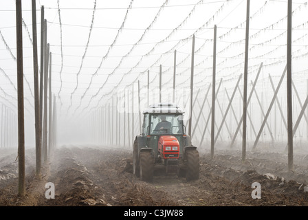 Hop-Feld im November Stockfoto
