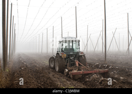 Hop-Feld im November Stockfoto