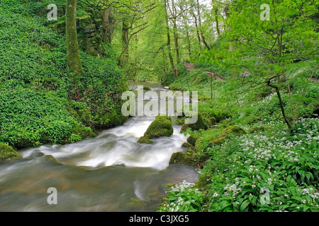 Frühjahr Bärlauch entlang dem Fluss Aire in der Nähe von Mallam Cove, Yorkshire Dales, England, UK Stockfoto