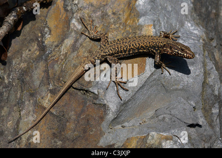 Mauereidechse, Weibchen, Podarcius Muralis, Mauereidechse, Weiblich, Schweizer Berge, Urftsee, Deutschland, Deutschland Stockfoto