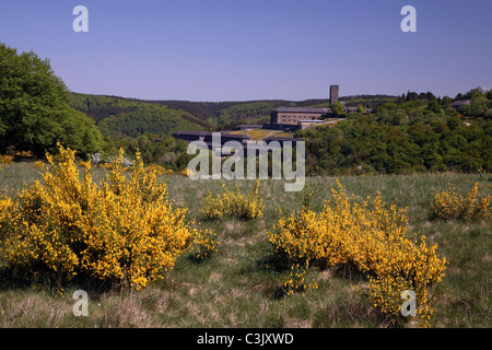 Blühende gemeinsame blühen im Nationalpark Eifel, Nordrhein-Westfälischen, Deutschland Stockfoto