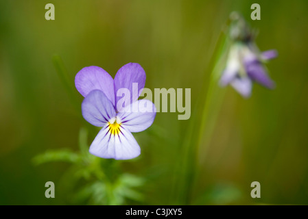 Gewoehnliches Stiefmuetterchen, Viola Tricolor, Stiefmütterchen, Dreiborner Hochflaeche, Plateau, Deutschland, Deutschland Stockfoto