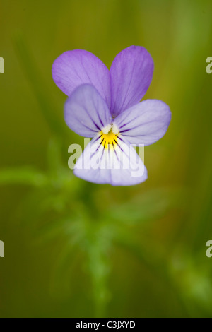 Gewoehnliches Stiefmuetterchen, Viola Tricolor, Stiefmütterchen, Dreiborner Hochflaeche, Plateau, Deutschland, Deutschland Stockfoto