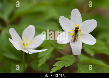 Busch-Windroeschen, Anemone Nemorosa, Holz Anemone, Veilchenart, Deutschland, Deutschland Stockfoto