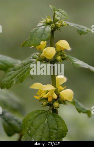 Gelbe Taubnessel, Goldnessel, Galeobdolon Luteum, gelbe Erzengel, Deutschland, Deutschland Stockfoto