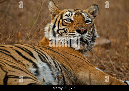 Kopf eines weiblichen Bengal Tigers in Ranthambhore National park Stockfoto