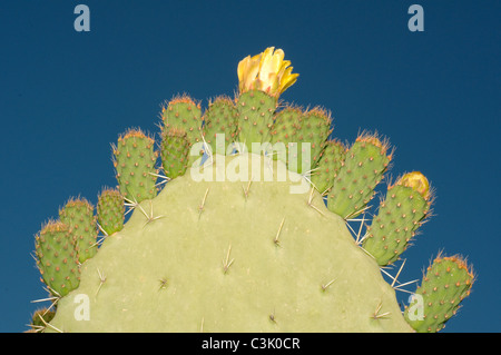 Blühenden Feigenkakteen (Opuntia Littoralis), Tunis, Afrika Stockfoto