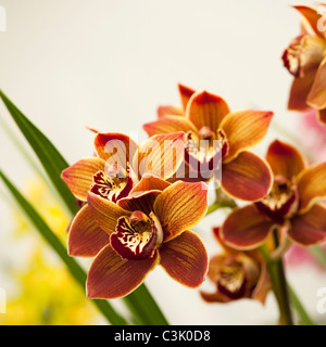 Cymbidium Highland Hill "Cooksbridge Rajah" Stockfoto