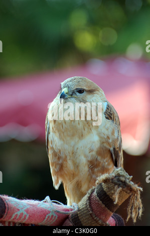 Saker Falcon (Falco Cherrug) Tunesien, Afrika Stockfoto