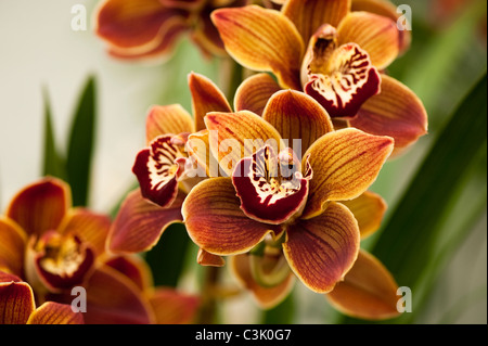 Cymbidium Highland Hill "Cooksbridge Rajah" Stockfoto