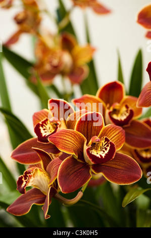 Cymbidium Highland Hill "Cooksbridge Rajah" Stockfoto