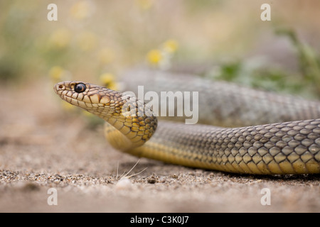 Kaspische Pfeilnatter, Kaspische Springnatter, Coluber Caspius, Dolichophis Caspius, Kaspischen Peitsche Schlange, Bulgarien, Bulgarien Stockfoto