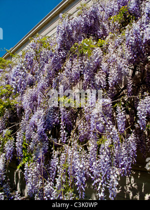 Glyzinien Reben in voller Blüte verzieren der National Gallery in Washington, DC. Wisteria Sinensis ist eine Gattung der Erbse Familie. Stockfoto