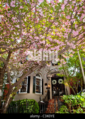 Sonnenlicht scheint im Frühling blühenden Bäumen an der historischen N Street in der Nähe von Georgetown, Washington, D.C. Stockfoto