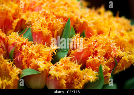 Tulipa 'Real Time' Stockfoto