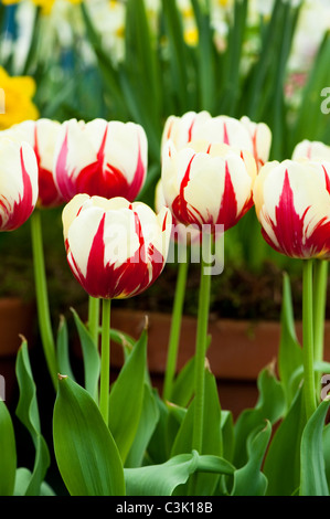 Tulipa 'World Expression', einzelne späte Tulpen Stockfoto