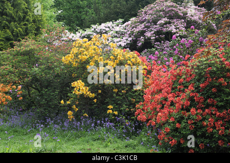 Farbenfrohe Rhododendron blüht im Frühling im Westonbirt Arboretum, Gloucestershire, England, Großbritannien Stockfoto