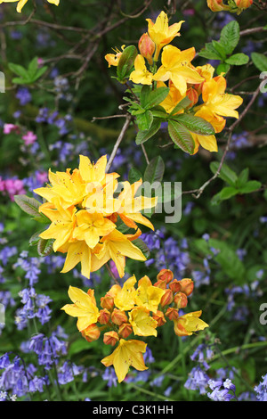 Nahaufnahme eines Orange/Gelb Rhododendron Blüte unter den Glockenblumen im Frühjahr in Westonbirt Arboretum, Gloucestershire Stockfoto