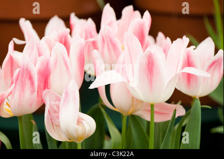 Tulipa 'Holland Chic' Lily blühenden Tulpen Stockfoto
