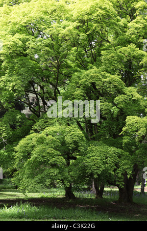 Grüne Ahorn Tress in Westonbert Arboretum im Mai, Gloucestershire, Acer palmatum Emerald Lace Stockfoto