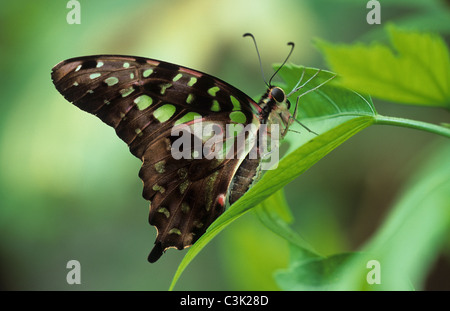 Tailed Jay, grüne gefleckte Dreieck Schmetterling oder Schmetterling Graphium Agamemnon (Graphium Agamemnon); Geschweifter Eichelhäher Stockfoto