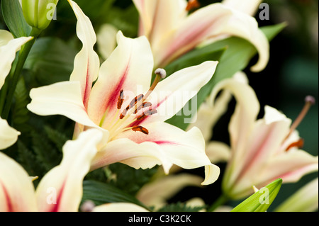 Lilium orientalische Trompete "Nymphe" Stockfoto