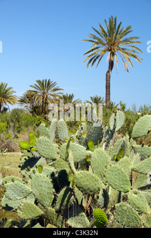 Indische Feigen Opuntia, Barbary Fig oder Feigenkaktus (Opuntia Ficus-Indica) mit reifen Früchten, Tunis, Afrika Stockfoto