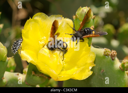 Blume von einem Feigenkaktus (Opuntia Littoralis) und Hornissen (Vespa SP.) sammeln Nektar, Tunesien, Afrika Stockfoto