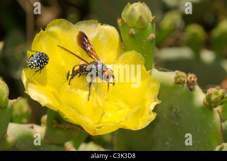 Blume von einem Feigenkaktus (Opuntia Littoralis) und Hornissen (Vespa SP.) sammeln Nektar, Tunesien, Afrika Stockfoto