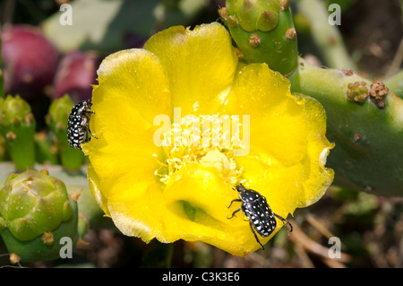 Blume von einem Feigenkaktus (Opuntia Littoralis) und Hornissen (Vespa SP.) sammeln Nektar, Tunesien, Afrika Stockfoto