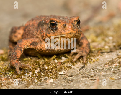 Bufo bufo Stockfoto