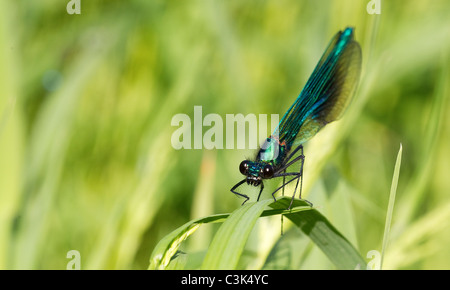 Gebänderte Demoiselle  Calopteryx splendens  Männlich Stockfoto