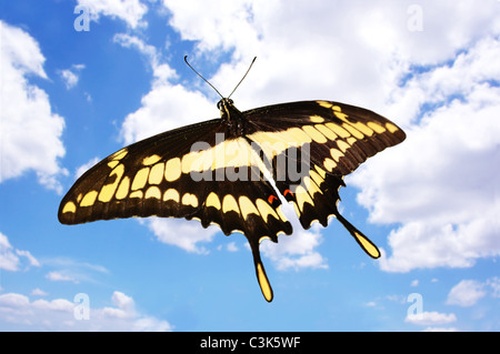 Schöne Riesen Schwalbenschwanz (Papilio Cresphontes) Schmetterling fliegen in Richtung der Wolken Stockfoto