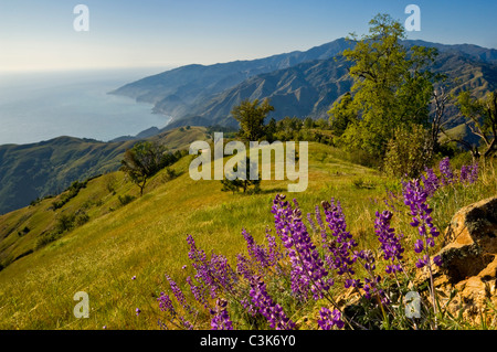 Lupine Wildblumen und grünen Hügeln im Frühjahr an der Big Sur Küste, Monterey County, Kalifornien Stockfoto